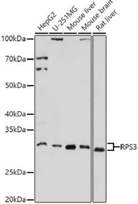 Western Blot: RPS3 AntibodyBSA Free [NBP2-94073]